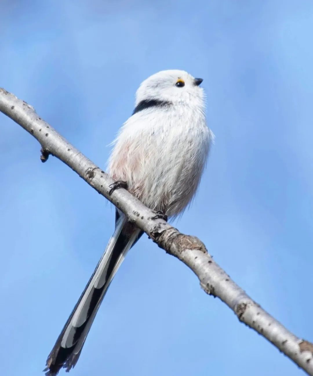Little Fat Birds（1）
