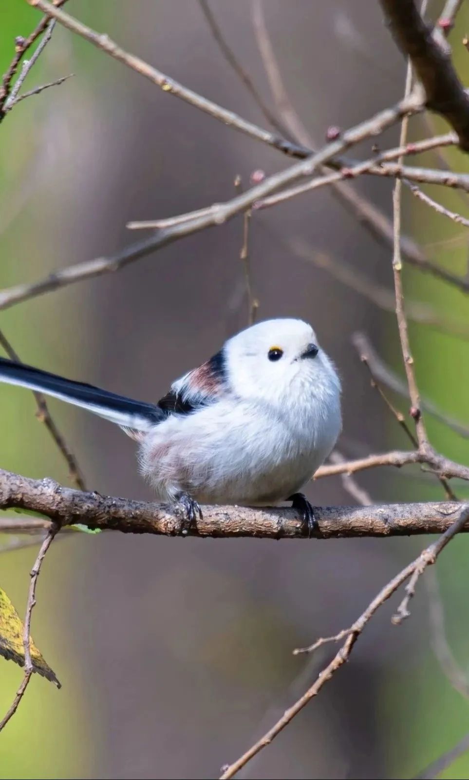 Little Fat Birds（2）