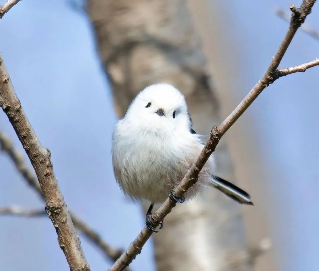 Little Fat Birds（3）
