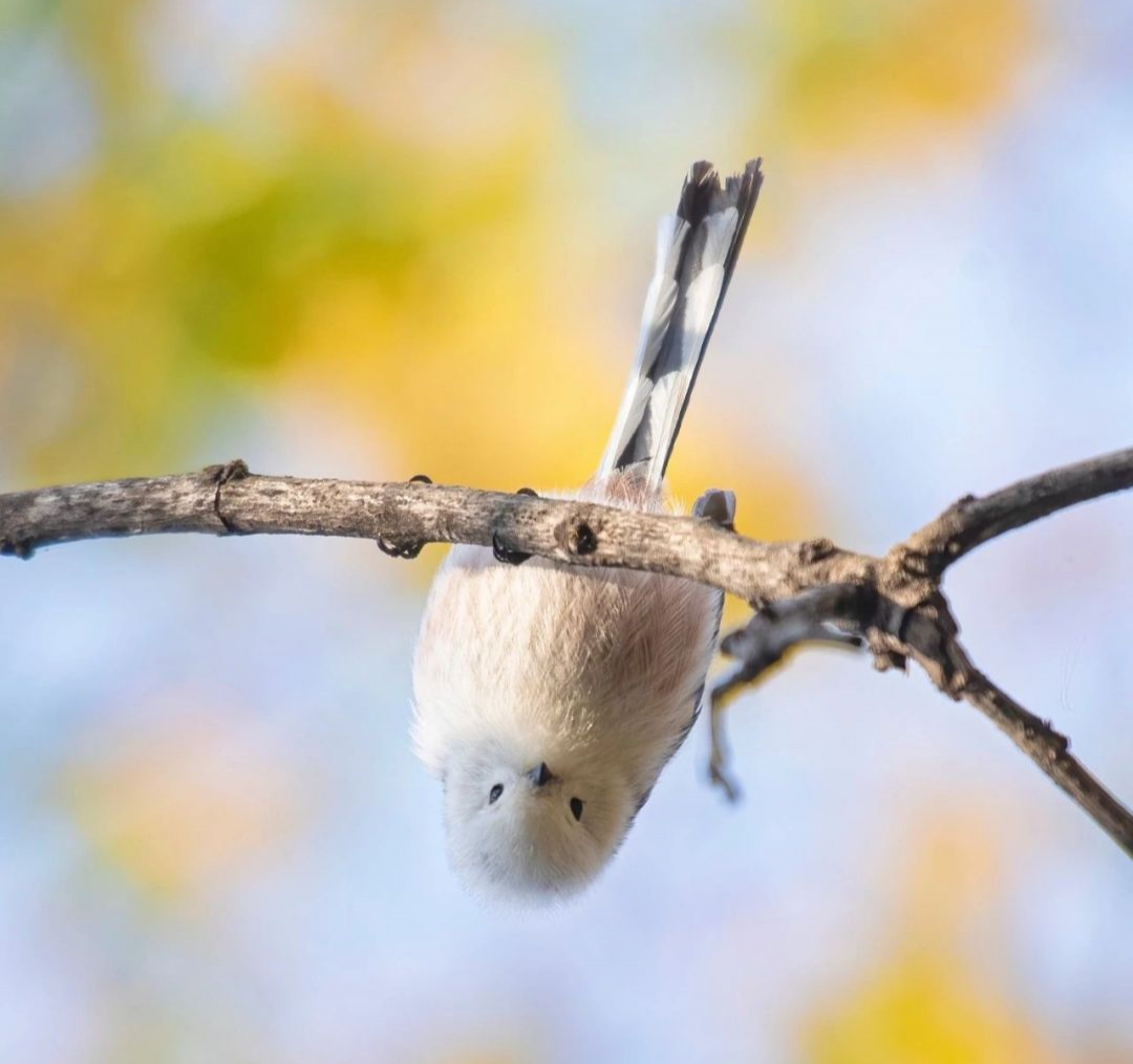 Little Fat Birds（4）