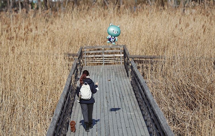 Winter in Beijing's Majiawan Wetland(2)