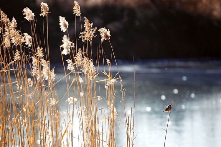 Winter in Beijing's Majiawan Wetland(6)