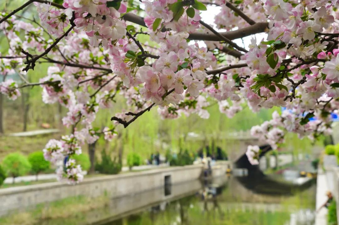 A Guide to Flowers Appreciation（1）