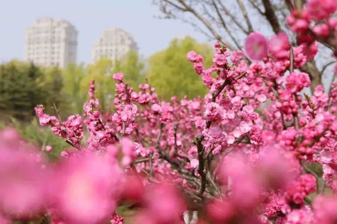 A Guide to Flowers Appreciation（8）
