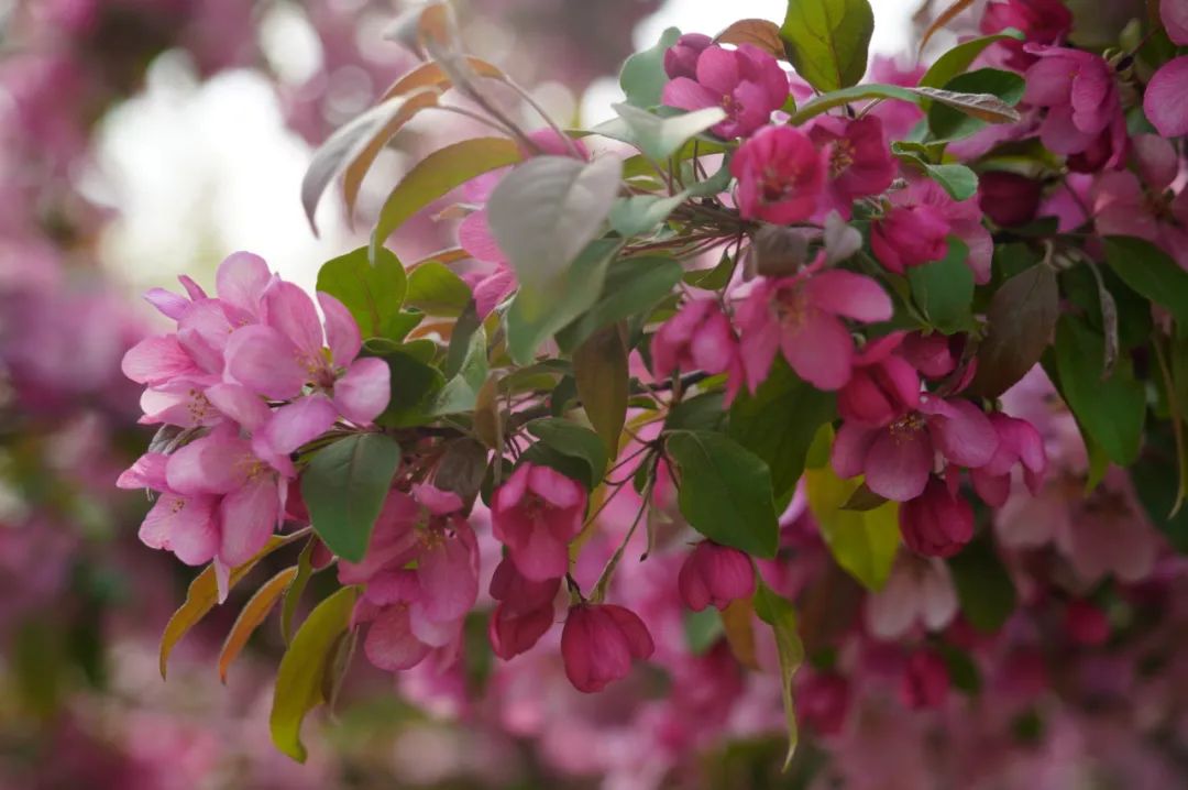 A Guide to Flowers Appreciation（2）