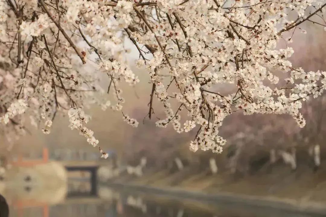 A Guide to Flowers Appreciation（3）