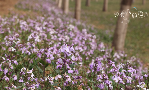 A Guide to Flowers Appreciation（6）