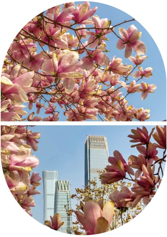 Don't Let Spring Slip Away（5）