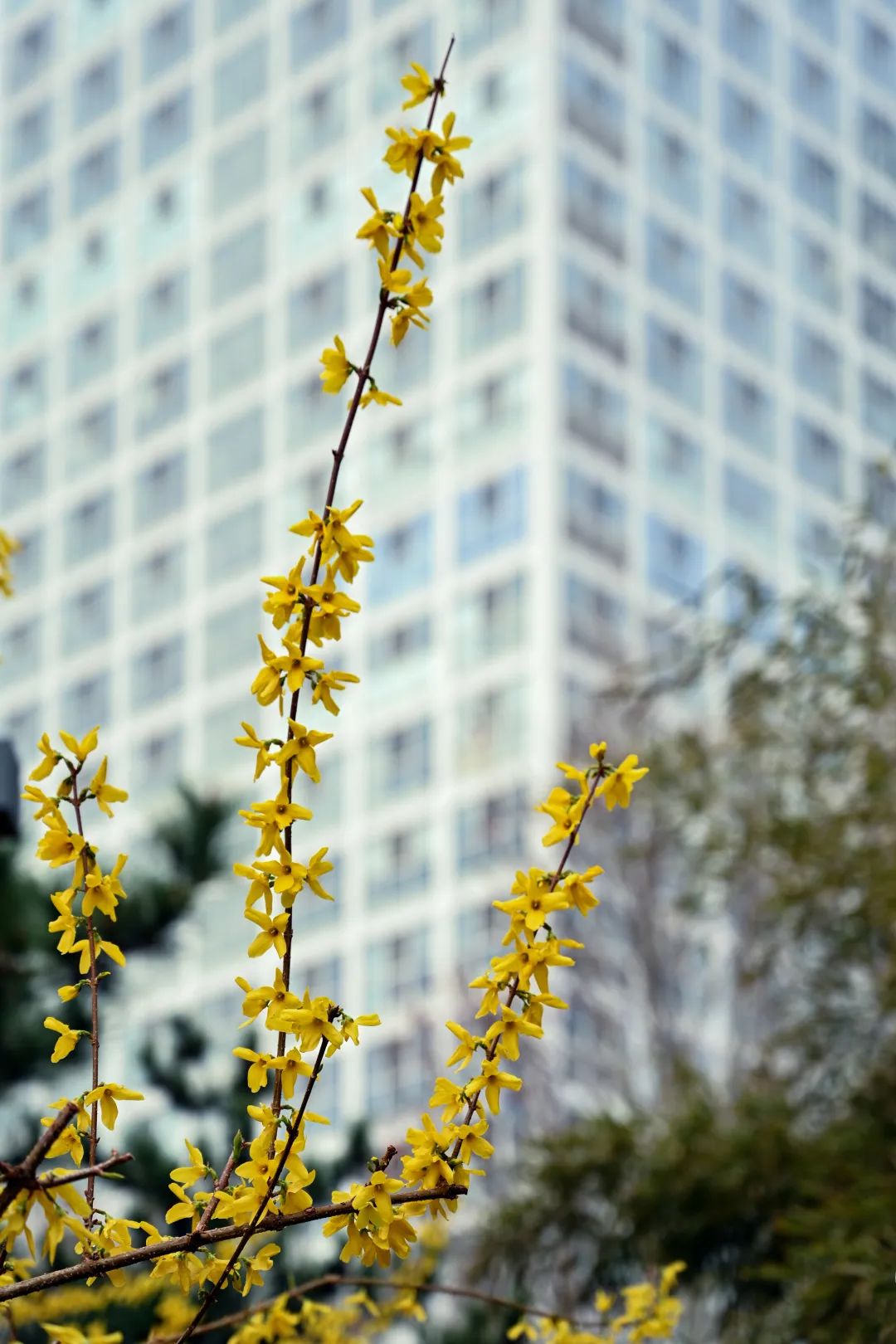 Don't Let Spring Slip Away（6）