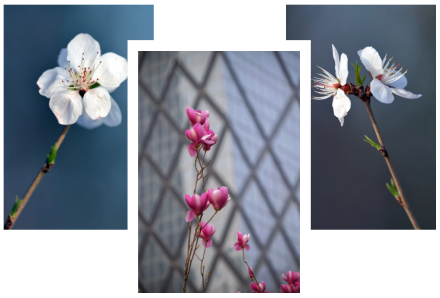 Don't Let Spring Slip Away（7）