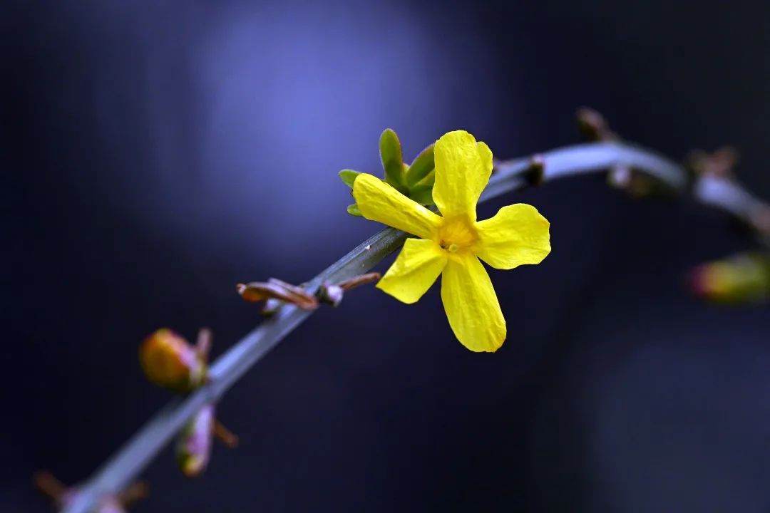 Don't Let Spring Slip Away（9）